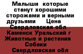 Малыши, которые станут хорошими сторожами и верными друзьями!  › Цена ­ 1 - Свердловская обл., Каменск-Уральский г. Животные и растения » Собаки   . Свердловская обл.